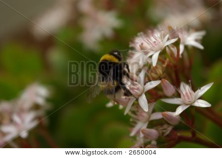 Hornet