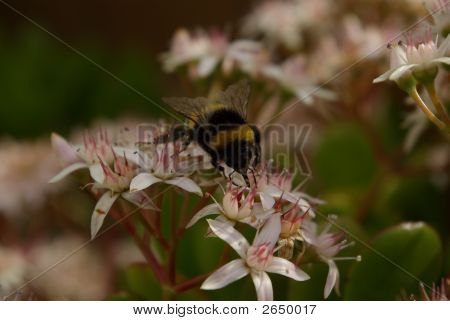 Hornet