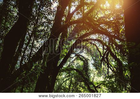 Trees And Forests In The Range Rain Forest Green Moss At Angka Nature  In Doi Inthanon National Park