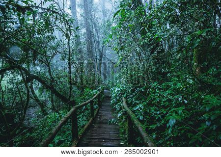 Trees And Forests In The Range Rain Forest Green Moss And Wooden Bridge At Angka Nature Trail In Doi