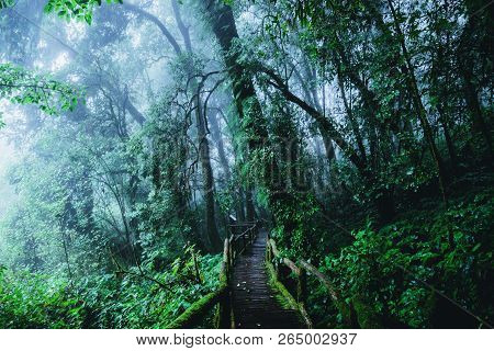 Trees And Forests In The Range Rain Forest Green Moss And Wooden Bridge At Angka Nature Trail In Doi
