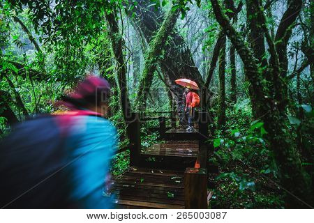 Lover Asian Man And Asian Women Travel Nature. Nature Study In The Rain Forest At Chiangmai In Thail