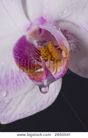 Nasse Orchid