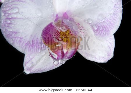 Nasse Orchid