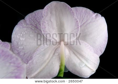 Nasse Orchid