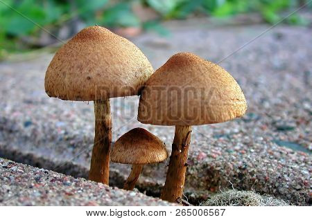 The Cortinarius Corrugatus Mushroom Family.they May Be Stuck To The Sidewalk But They`re Always Toge