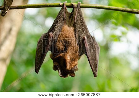 Bat Is Mammal And Call 