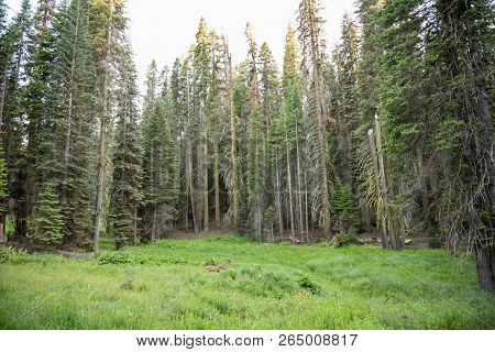 Deer In A Meadow In Sequoia National Park, California
