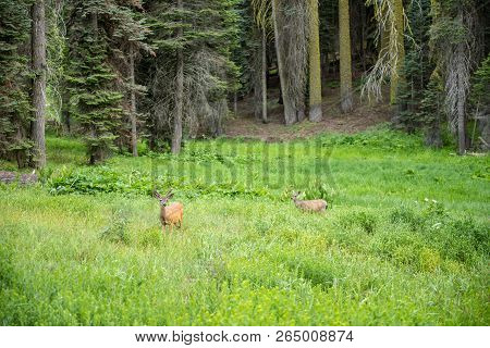 Deer In A Meadow In Sequoia National Park, California