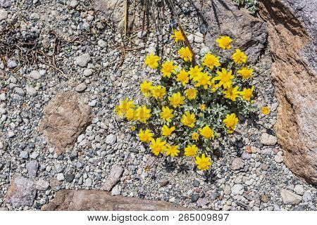 Yellow Flowers , Ground-clinging Vegetaion, In The Alipine Zone On Mammoth Mountain, California