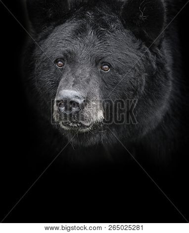 American Black Bear (ursus Americanus) The Black And White Portrait