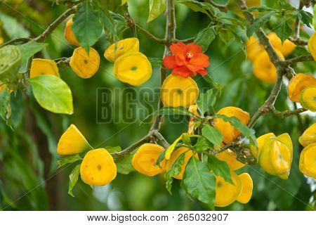 Flowers and fruits of a beautiful Pereskia Bleo tree in an Indonesian garden