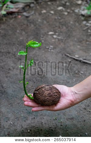 Plant Seed Growing Ing The Lady Hand On The Ground.