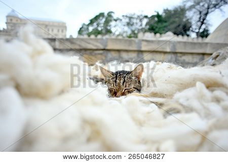 Cat Lying On Fleece