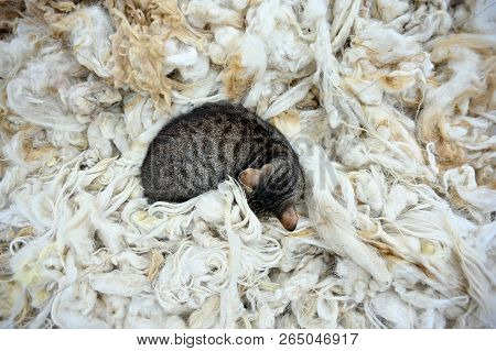 Cat Lying On Fleece