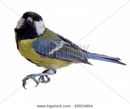 Kohlmeise, Parus major