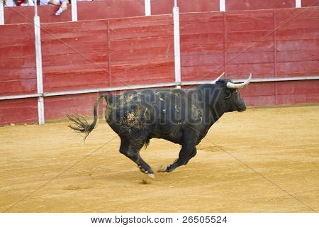 Bekämpfung der Stier Bild aus Spanien. Corrida de toros