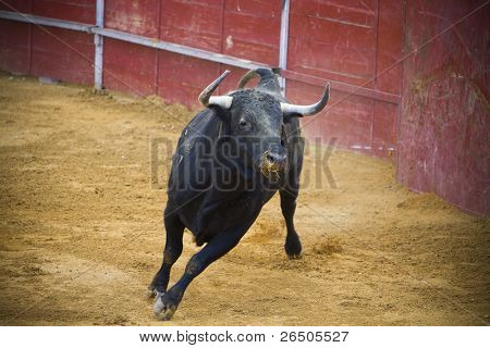 Bekämpfung der Stier Bild aus Spanien. Corrida de toros