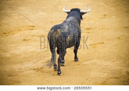 Bekämpfung der Stier Bild aus Spanien. Corrida de toros