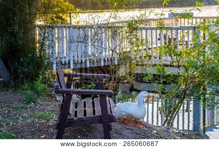 A White Mallard Is Looking The Beautiful Scenery Of Yuma, Arizona