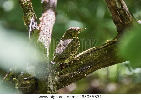 Fledgling Bird Bunting On The Forest Trail.