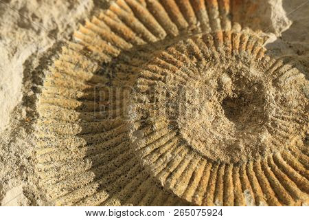Ammonites Fossil Texture
