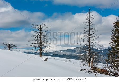 Picturesque Winter Mountain View From Skupova Mountain Slope With Some Withered Windbreak Trees. Ukr