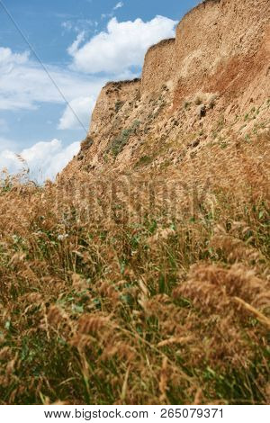 wildflowers on high coast by the sea, beautiful coastal landscape, travel concept