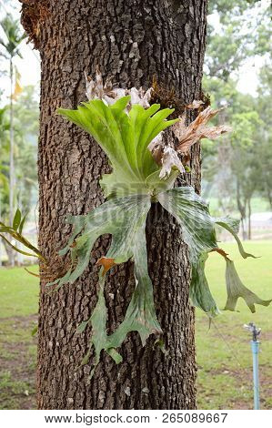 Fresh Green Platycerium Holtumii Plant In Nature Garden
