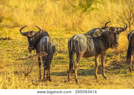 Two Adult Wildebeest, Connochaetes Gnou, Standing In The Savannah Plains, Pilanesberg National Park,