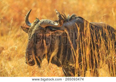 Closeup Of Wildebeest, Connochaetes Gnou, Standing In The Savannah, Pilanesberg National Park, South