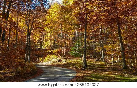 Mountain Road In The Wonderful Autumnal Forest