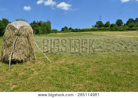 Storing Of Hay On The Meadow Traditionally With Forks And Rakes