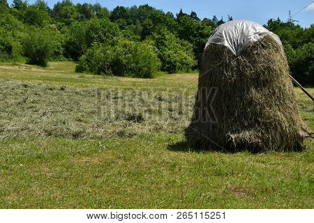 Storing Of Hay On The Meadow Traditionally With Forks And Rakes
