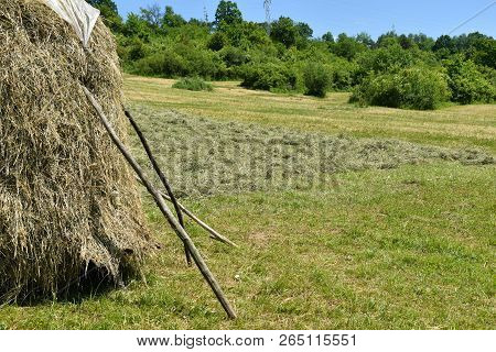 Storing Of Hay On The Meadow Traditionally With Forks And Rakes