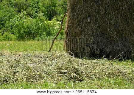 Storing Of Hay On The Meadow Traditionally With Forks And Rakes