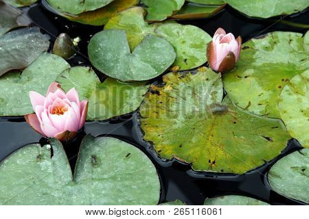 Water Lily, A Family Of Flowering Freshwater Plants