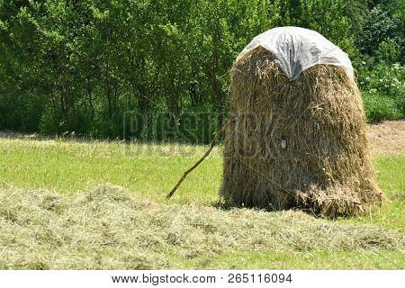 Storing Of Hay On The Meadow Traditionally With Forks And Rakes