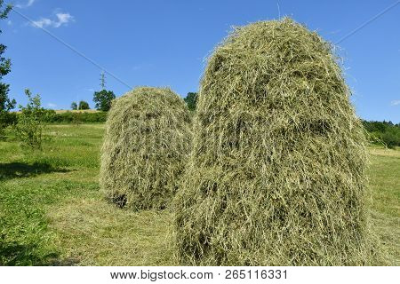 Storing Of Hay On The Meadow Traditionally With Forks And Rakes