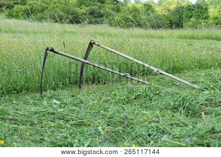 Tradition Scythe Mowed Grass In The Meadow In The Village
