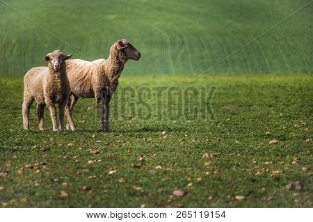 Close Up Of Sheep In Green Field In Caledon, Western Cape, South Africa.