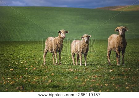 Medium Shot Of Sheep In Green Field In Caledon, Western Cape, South Africa.