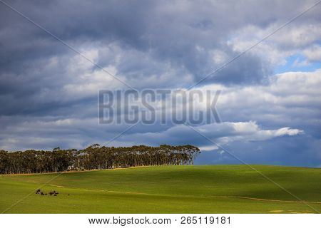 Cows Resting In Magestic Green Field With Trees In The Background - Napier, Western Cape, South Afri