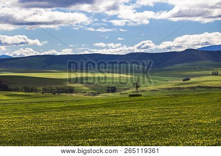 Rolling Green Agricultural Fields  With Windmill And Mountains In The Background - Caledon, Western 