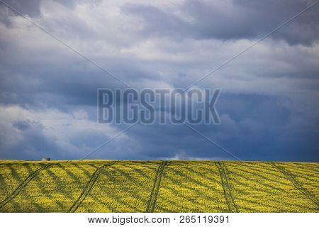 Canola Flower Field On A Farm In Caledon, Western Cape, South Africa.