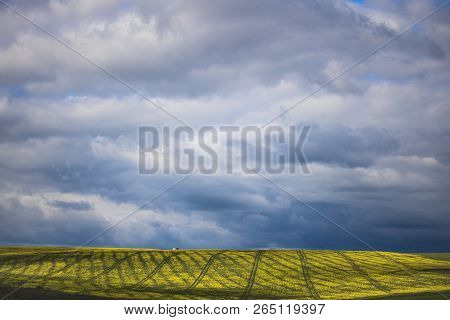 Canola Flower Field On A Farm In Caledon, Western Cape, South Africa.