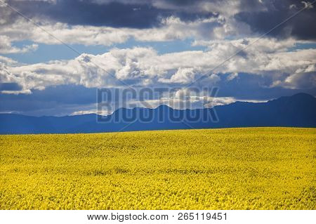Canola Flower Field On A Farm In Caledon, Western Cape, South Africa.