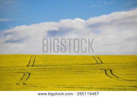 Canola Flower Field On A Farm In Caledon, Western Cape, South Africa.
