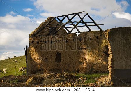 Ruin Of A Farm House On A Green Field With Sheep Grazing.