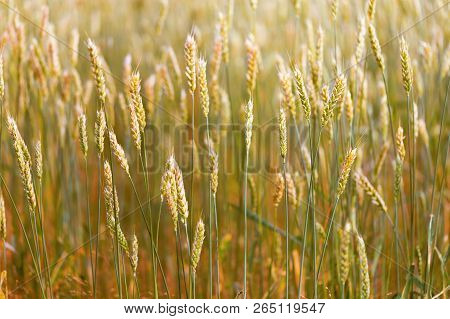 Corn In The Ears Of Wheat Outside. Ears Of Golden Wheat Close Up. Rich Harvest Of Ripe Wheat. Select